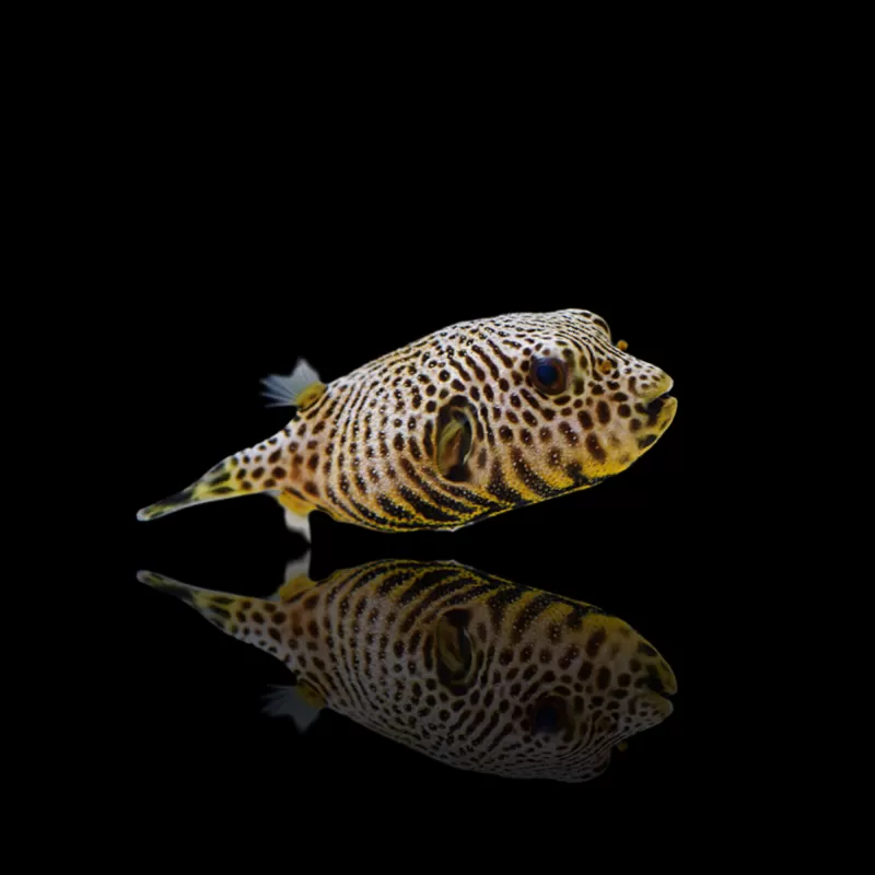 Arothron Stellatus kaufen?| Coralandfishstore.nl Arothron Stellatus kaufen?| Coralandfishstore.nl