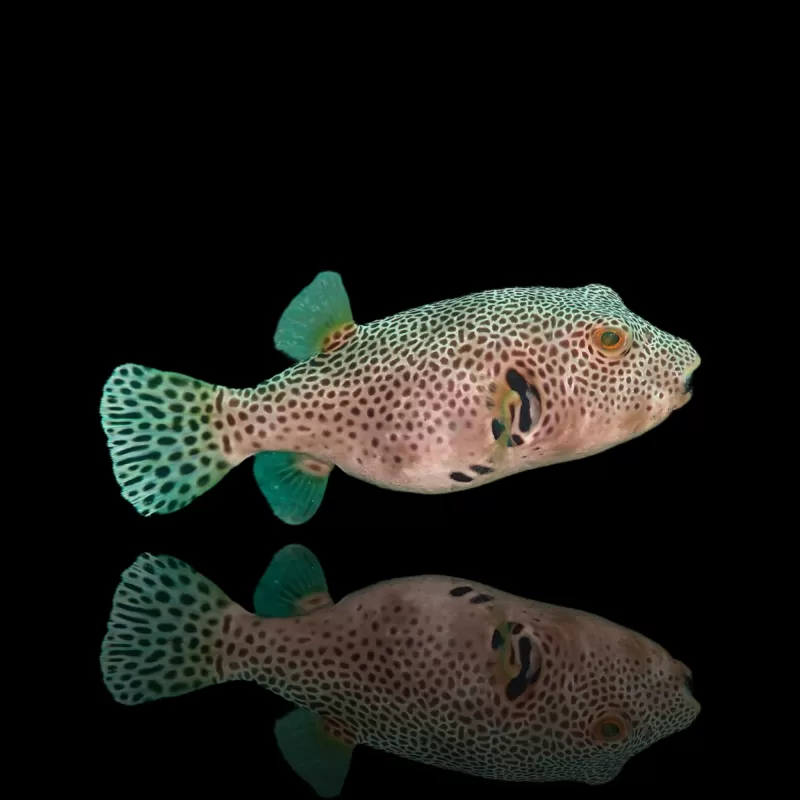 Arothron Stellatus kaufen?| Coralandfishstore.nl Arothron Stellatus kaufen?| Coralandfishstore.nl