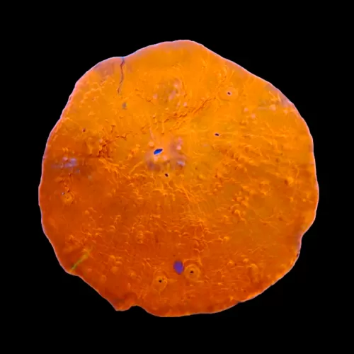 Wysiwyg 437 Echinopora ultra orange