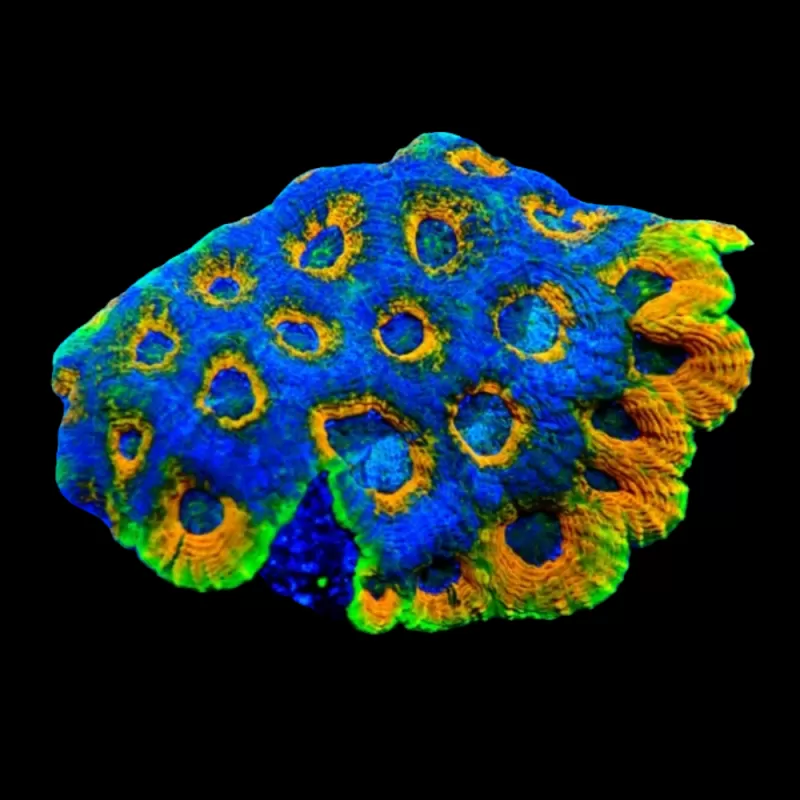 Wysiwyg 407 Acanthastrea echinata rainbow