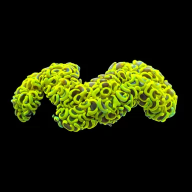 Wysiwyg 421 Euphyllia ancora