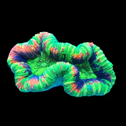 Wysiwyg 444 Trachyphyllia ultra color