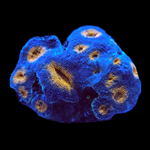 Wysiwyg 403 Acanthastrea