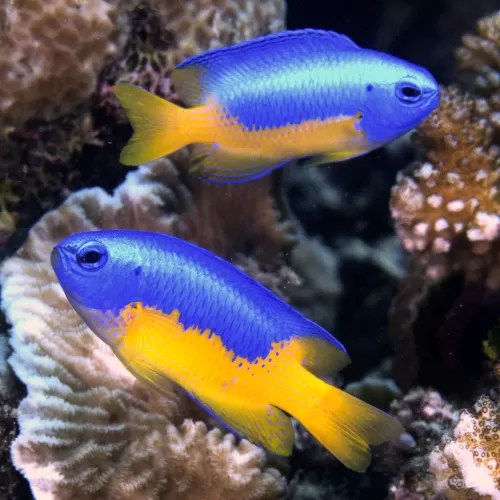 Möchten Sie Pomacentrus auriventris kaufen? Coralandfishstore.nl