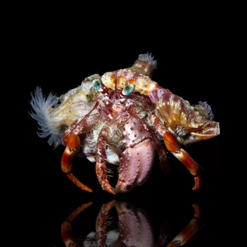 Dardanus Pedunculatus - anemoonhermietkrab kopen? | Coralandfishstore.nl Dardanus Pedunculatus - anemoonhermietkrab kopen? | Coralandfishstore.nl
