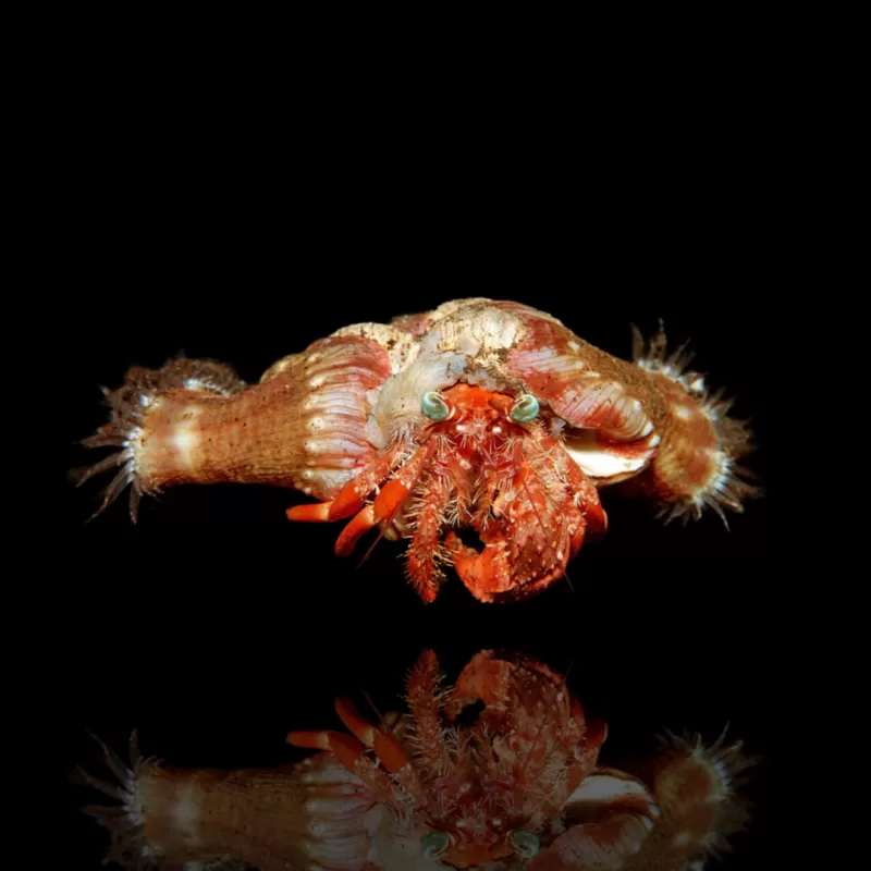Dardanus Pedunculatus - anemoonhermietkrab kopen? | Coralandfishstore.nl Dardanus Pedunculatus - anemoonhermietkrab kopen? | Coralandfishstore.nl