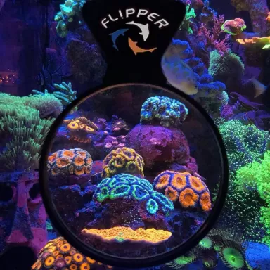 Flipper DeepSee Max - Magnified aquarium viewer 5