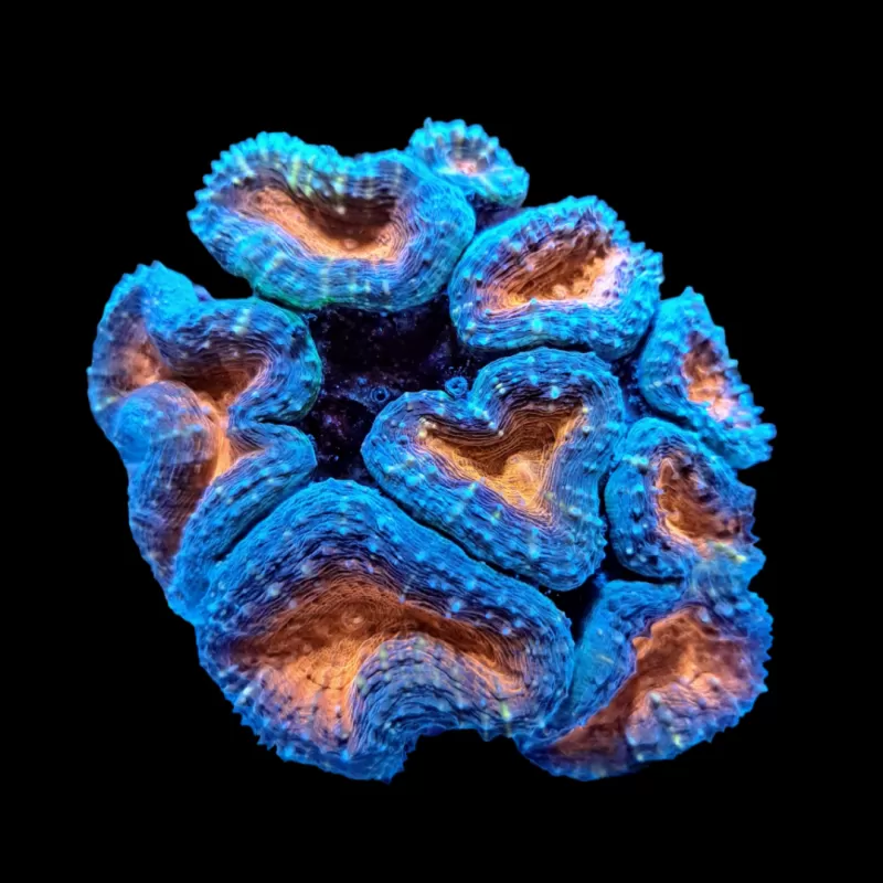 Wysiwyg 446 Lobophyllia