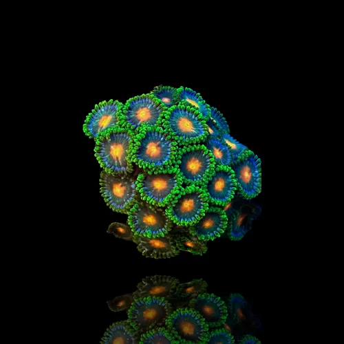 Zoanthus Gorilla Nipplekopen | Coralandfishstore.nl