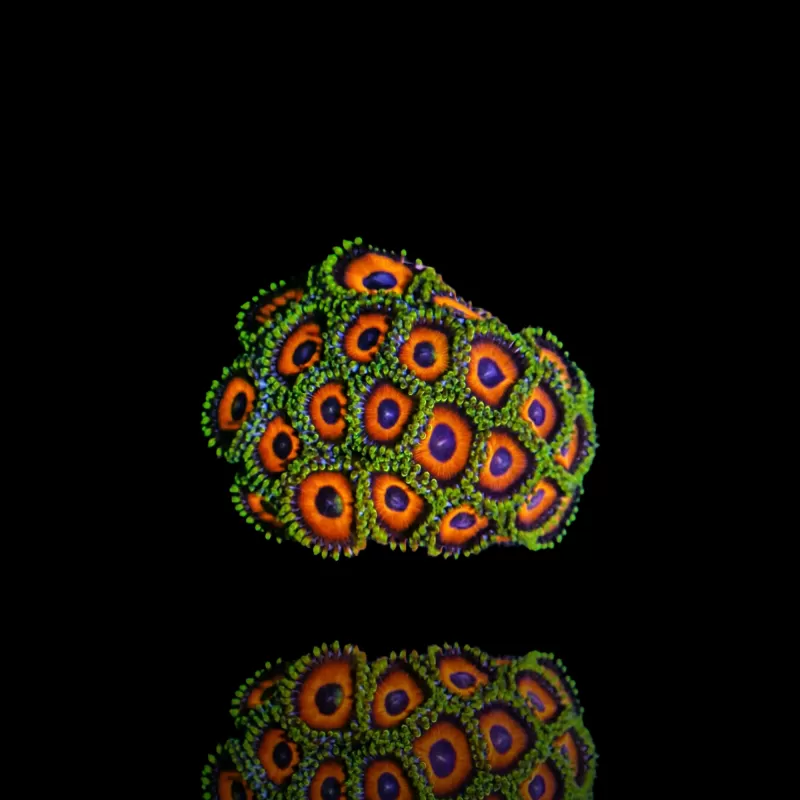 Kaufen Sie Zoanthus Eagle Eye | Coralandfishstore.nl Kaufen Sie Zoanthus Eagle Eye | Coralandfishstore.nl