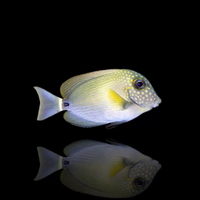 Acanthurus maculiceps S-size