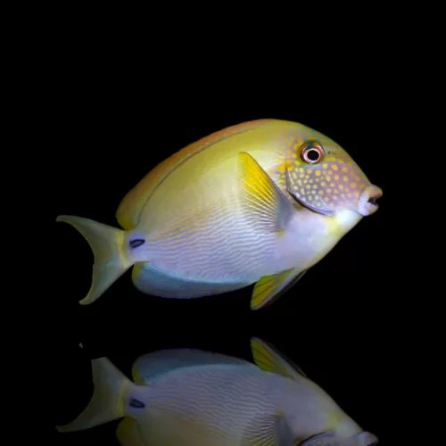 Acanthurus maculiceps S-size