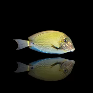 Acanthurus maculiceps S-size kopen? Coralandfishstore