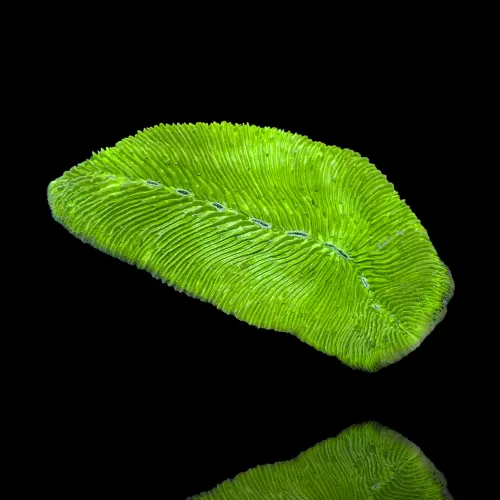 Pleuractis seychellensis Green