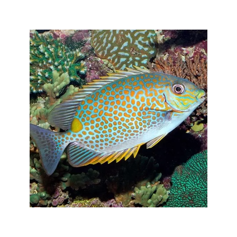 Siganus Guttatus M Siganus Guttatus M