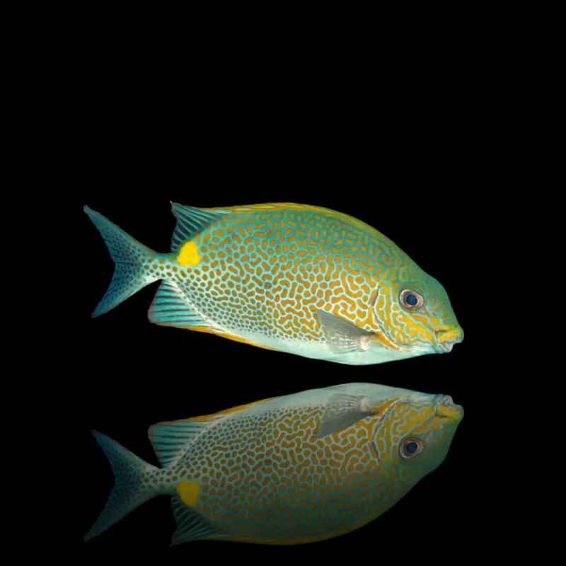 Möchten Sie Siganus Guttatus – Goldfleck-Kaninchenfisch kaufen? Coralandfishstore.nl Möchten Sie Siganus Guttatus – Goldfleck-Kaninchenfisch kaufen? Coralandfishstore.nl