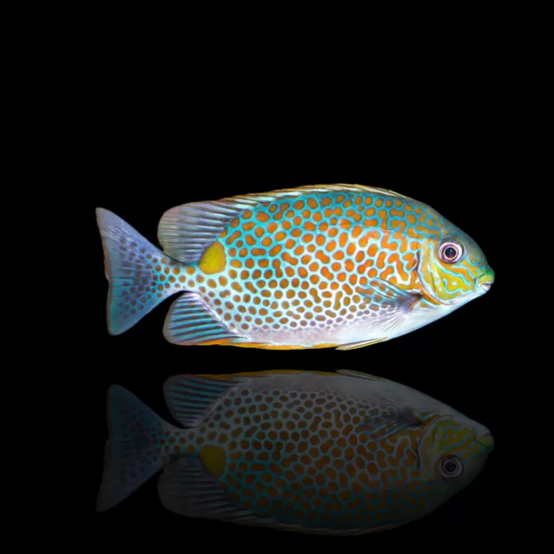 Möchten Sie Siganus Guttatus – Goldfleck-Kaninchenfisch kaufen? Coralandfishstore.nl Möchten Sie Siganus Guttatus – Goldfleck-Kaninchenfisch kaufen? Coralandfishstore.nl