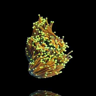 Wysiwyg 445 Euphyllia glabrescens golden torch