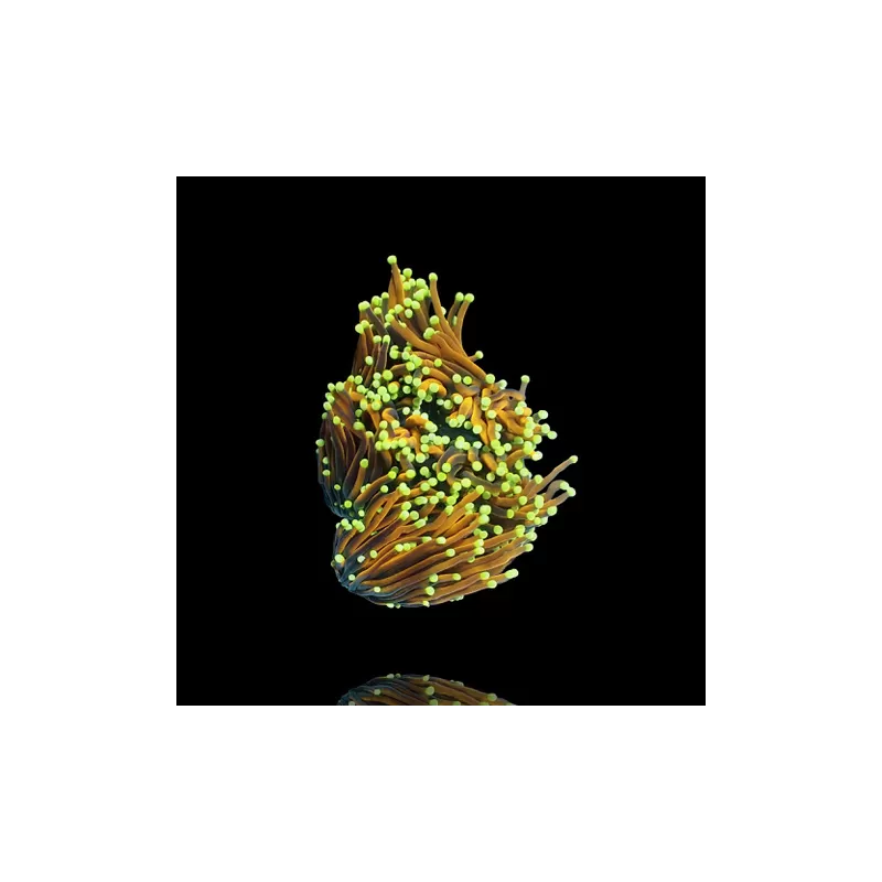 Wysiwyg 445 Euphyllia glabrescens golden torch