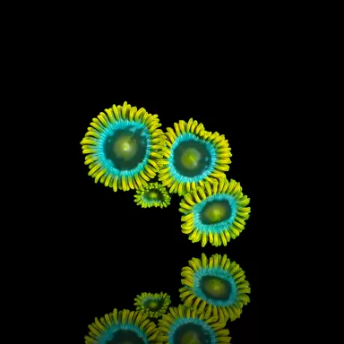 Zoanthus Blue Berry Pie S-size kopen | Coralandfishstore.nl