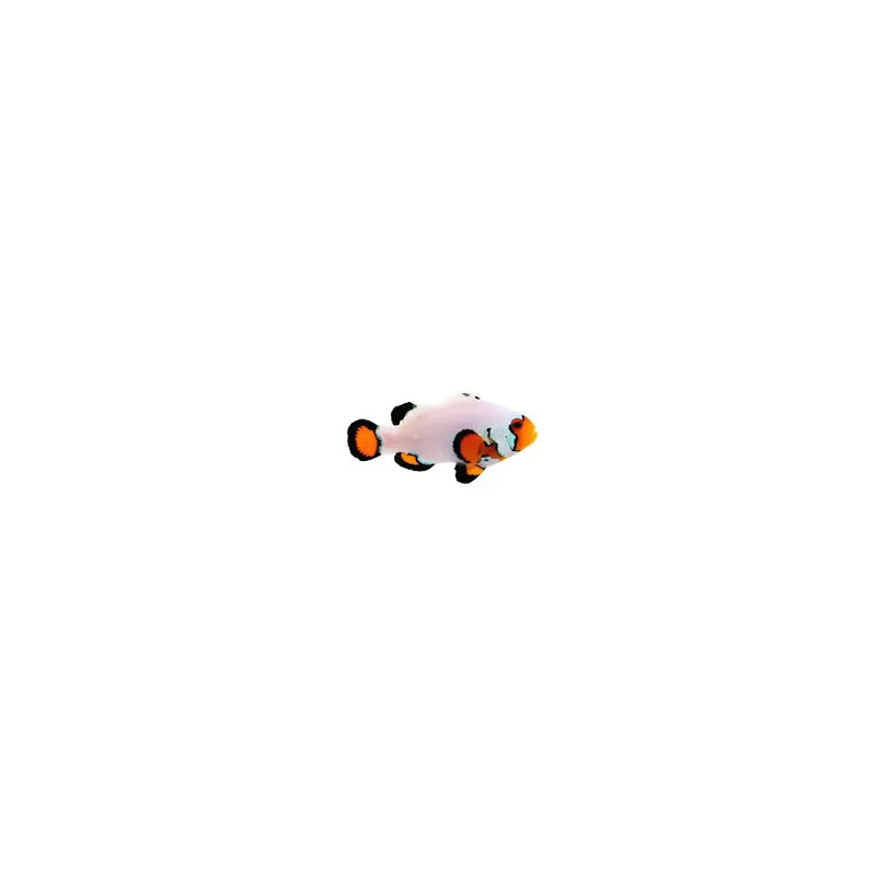 Amphiprion ocellaris flurry