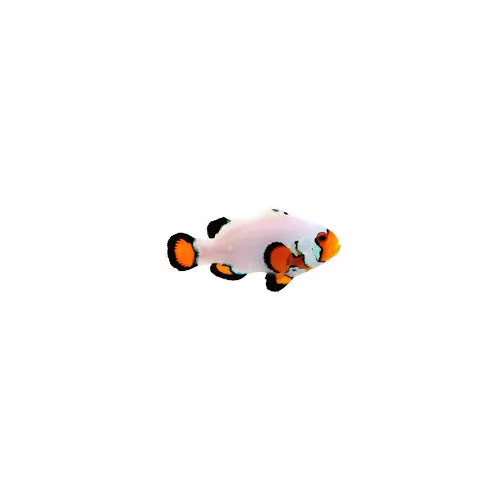 Amphiprion ocellaris flurry