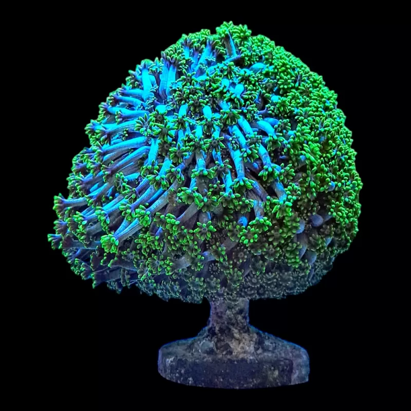 WYSIWYG 470 Goniopora tree very rare green