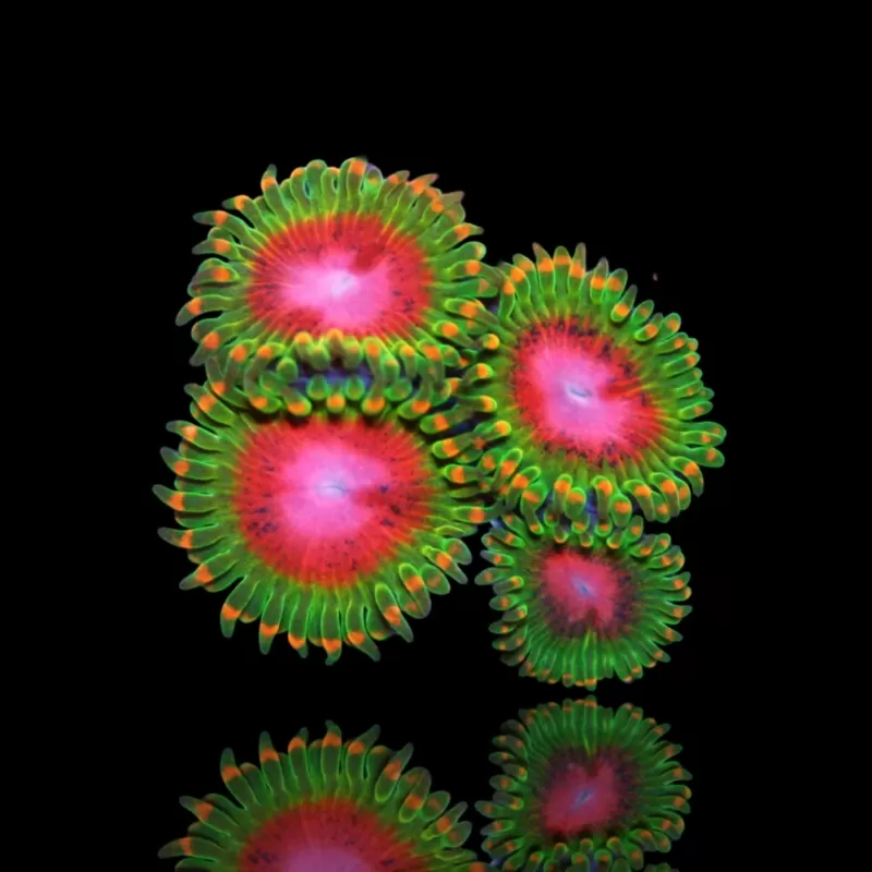 Möchten Sie Zoanthus Awesome Blossom kaufen? | Coralandfishstore.nl Möchten Sie Zoanthus Awesome Blossom kaufen? | Coralandfishstore.nl