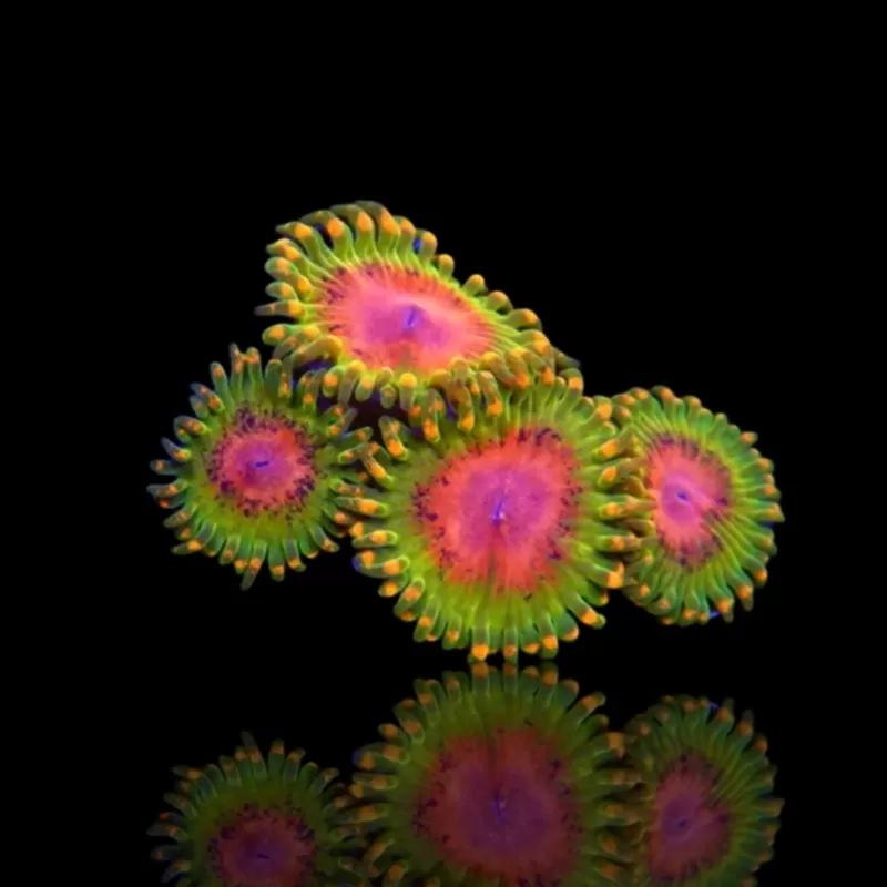 Möchten Sie Zoanthus Awesome Blossom kaufen? | Coralandfishstore.nl Möchten Sie Zoanthus Awesome Blossom kaufen? | Coralandfishstore.nl