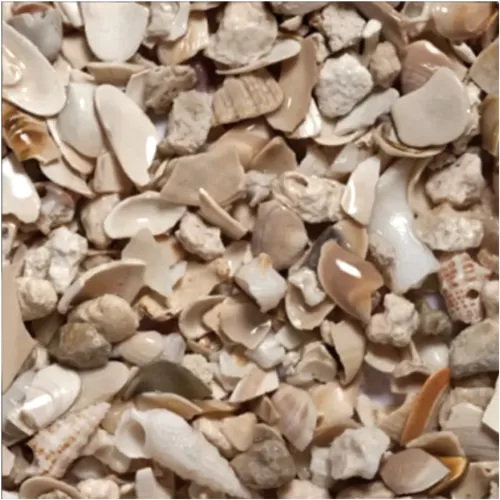 Caribsea seaflor aruba puka shell