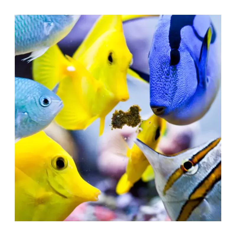 Easy Reefs Easy Masstick 40