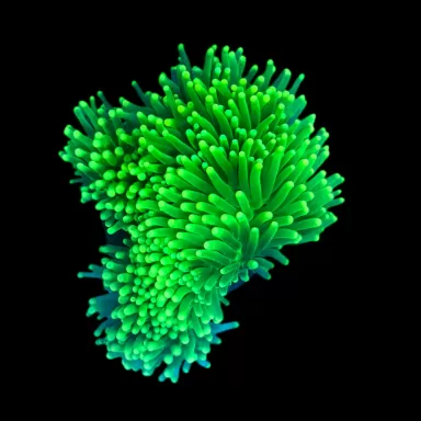 WYSIWYG 489 Euphyllia cristata green 5 head