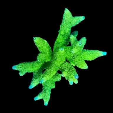 WYSIWYG 493 Acropora sp. green