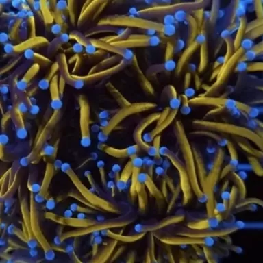 Kaufen Sie Euphyllia Glabrescens Grün / Hellgrüne Spitzen | Coralandfishstore.nl