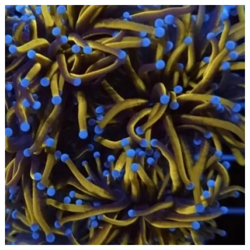 Kaufen Sie Euphyllia Glabrescens Grün / Hellgrüne Spitzen | Coralandfishstore.nl