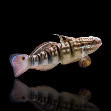 Amblygobius Phalaena