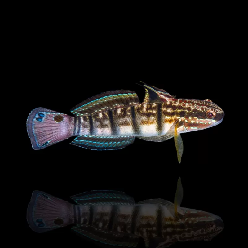 Amblygobius Phalaena