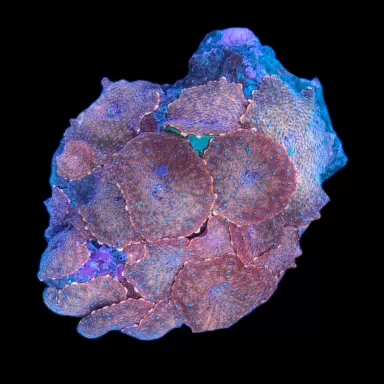 WYSIWYG 498 Discosoma red with blue spots