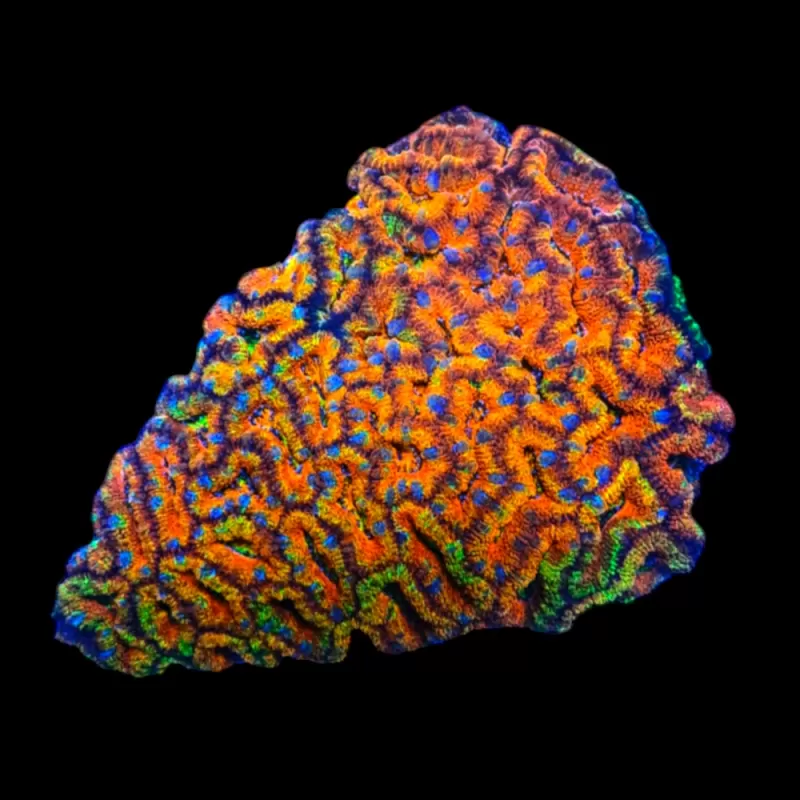 WYSIWYG 506 Acanthastrea lordhowensis rainbow