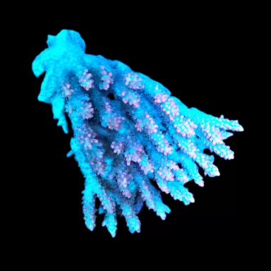 WYSIWYG 509 Acropora strawberry short cake