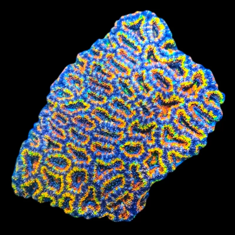 WYSIWYG 527 Acanthastrea lordhowensis rainbow Australie M