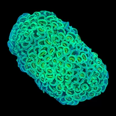 WYSIWYG 534 Euphyllia ancora green