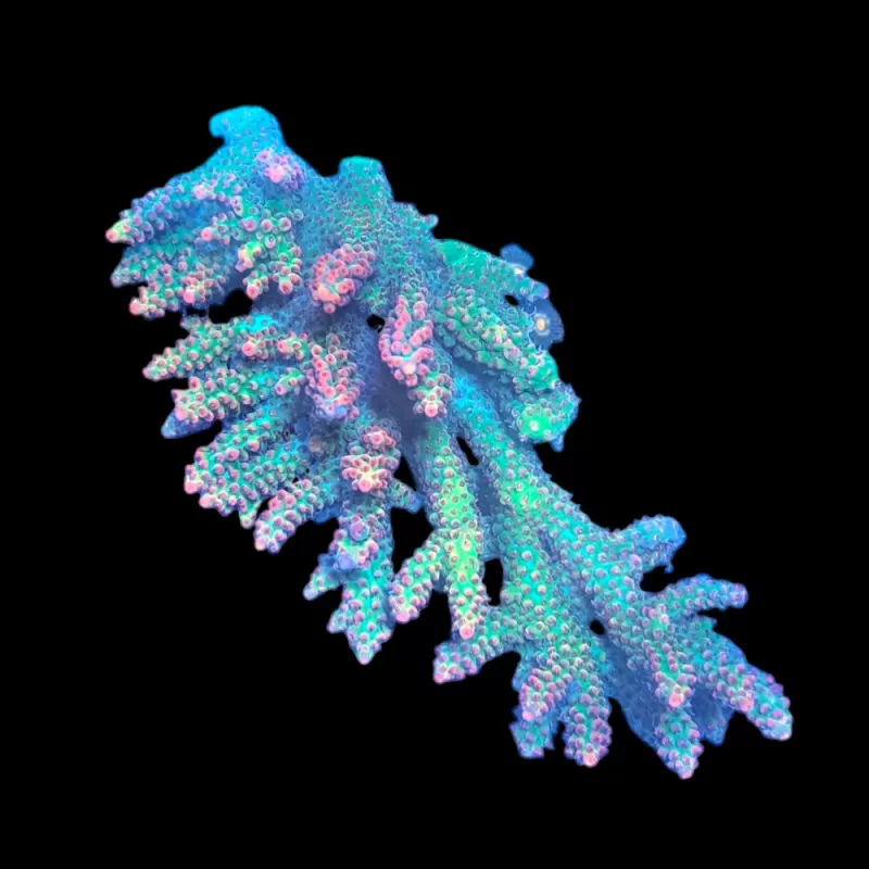 WYSIWYG 539 Acropora sp. Australie