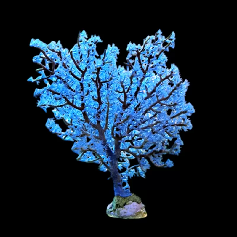 WYSIWYG 545 Acalycigorgia blue sea fan