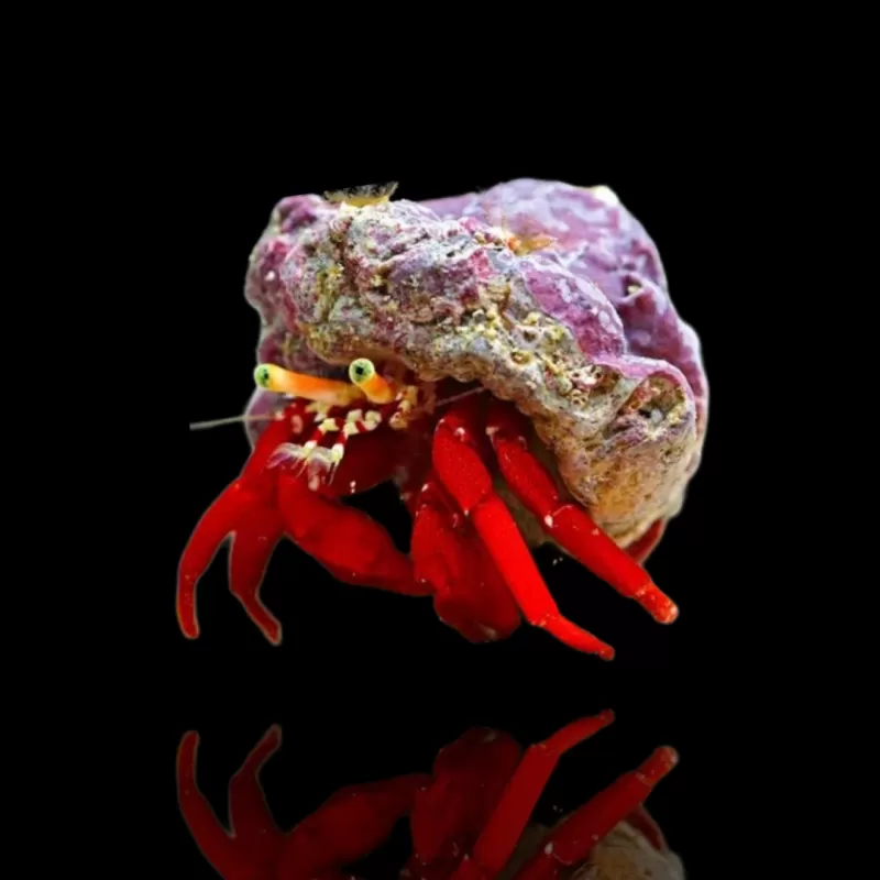 Paguristes , roodpotig hermietkreeftje | Coralandfishstore.nl Paguristes , roodpotig hermietkreeftje | Coralandfishstore.nl