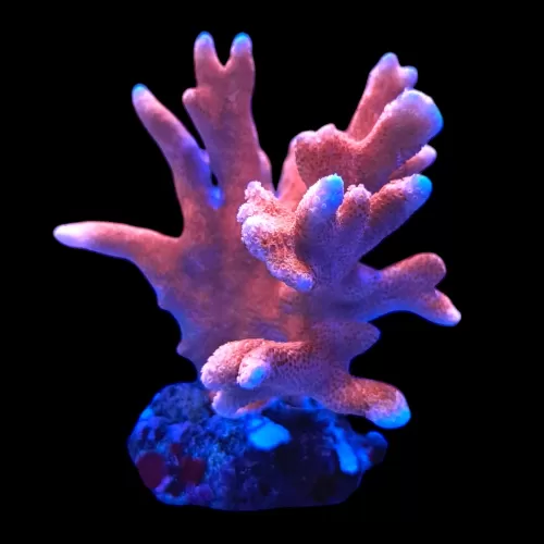 WYSIWYG 553 Montipora digitata red