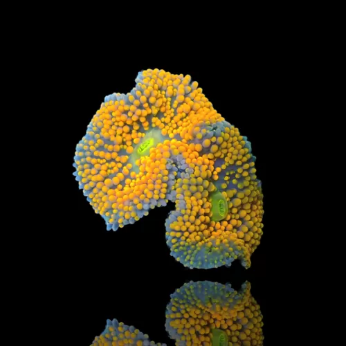 Kaufen Sie Ricordea Florida Orange 2 Mund 1 Pilz | Coralandfishstore.nl