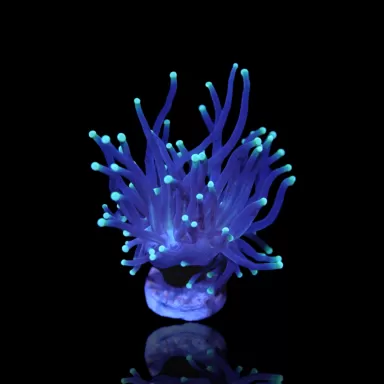 Euphyllia Glabrescens Black Torch kopen | Coralandfishstore.nl