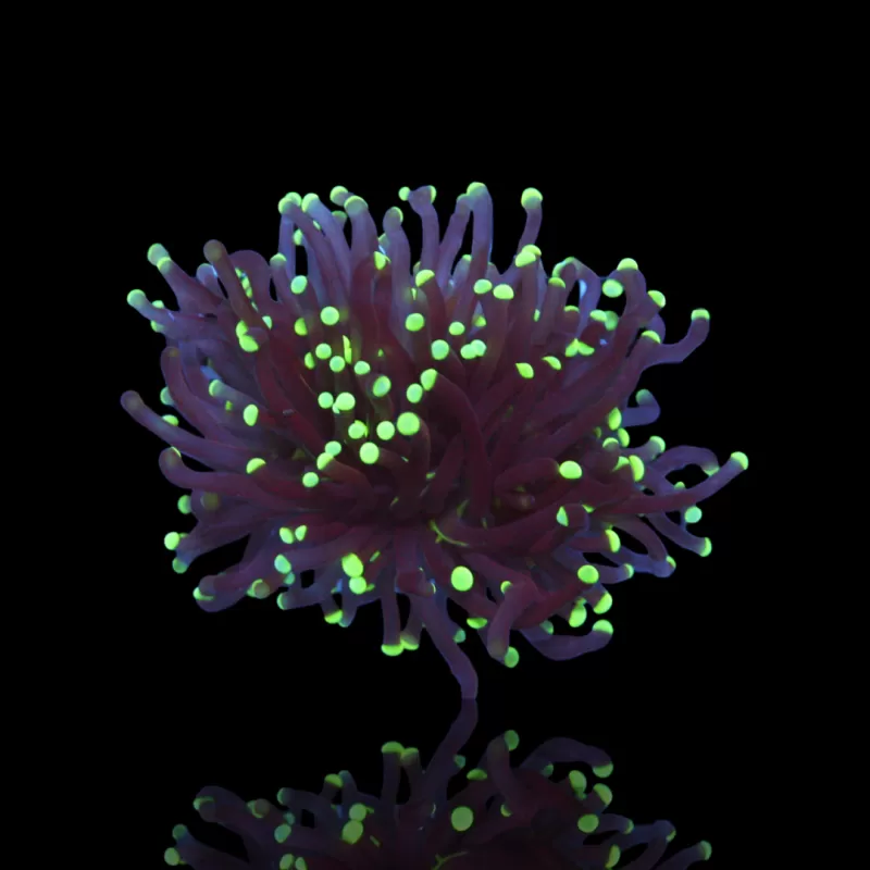 Kaufen Sie Euphyllia Glabrescens Black Torch | Coralandfishstore.nl