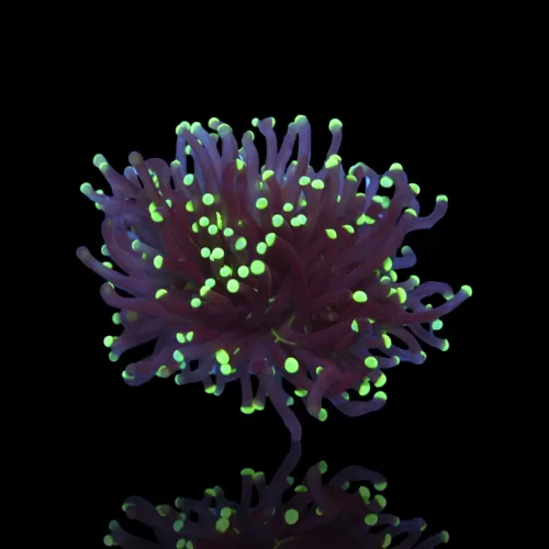 Euphyllia Glabrescens Black Torch